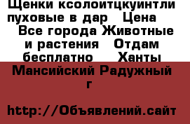 Щенки ксолоитцкуинтли пуховые в дар › Цена ­ 1 - Все города Животные и растения » Отдам бесплатно   . Ханты-Мансийский,Радужный г.